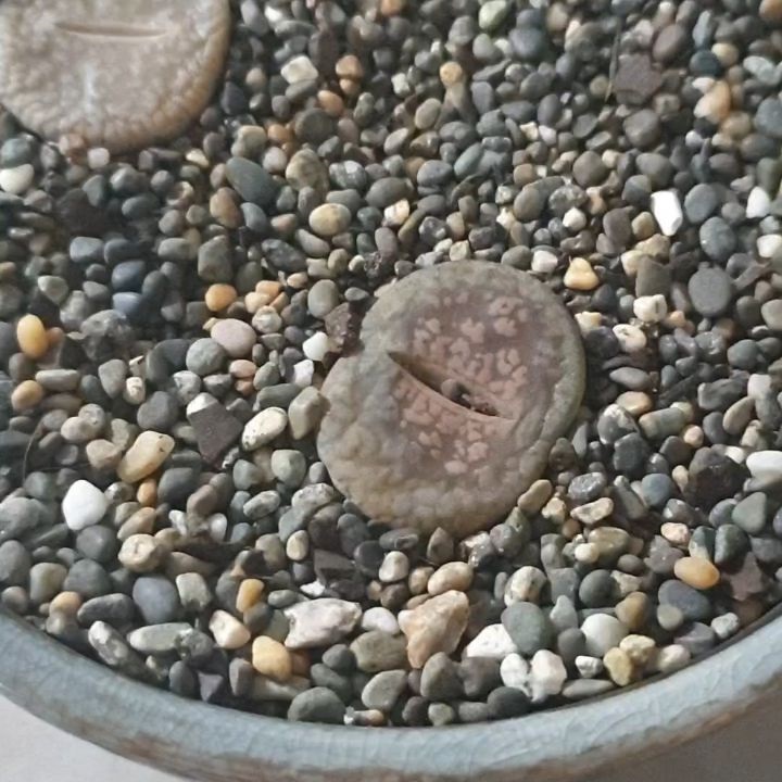 mushy overwatered lithops