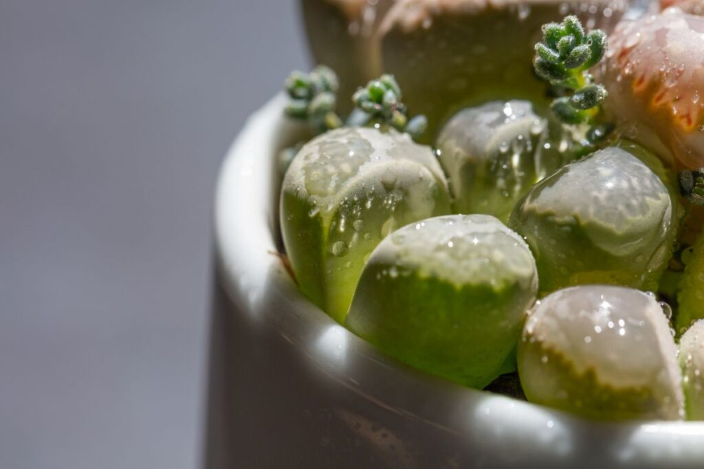 should i water lithops in the fall