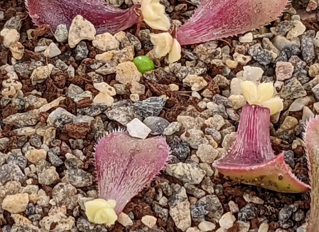 aeonium leaf propagation