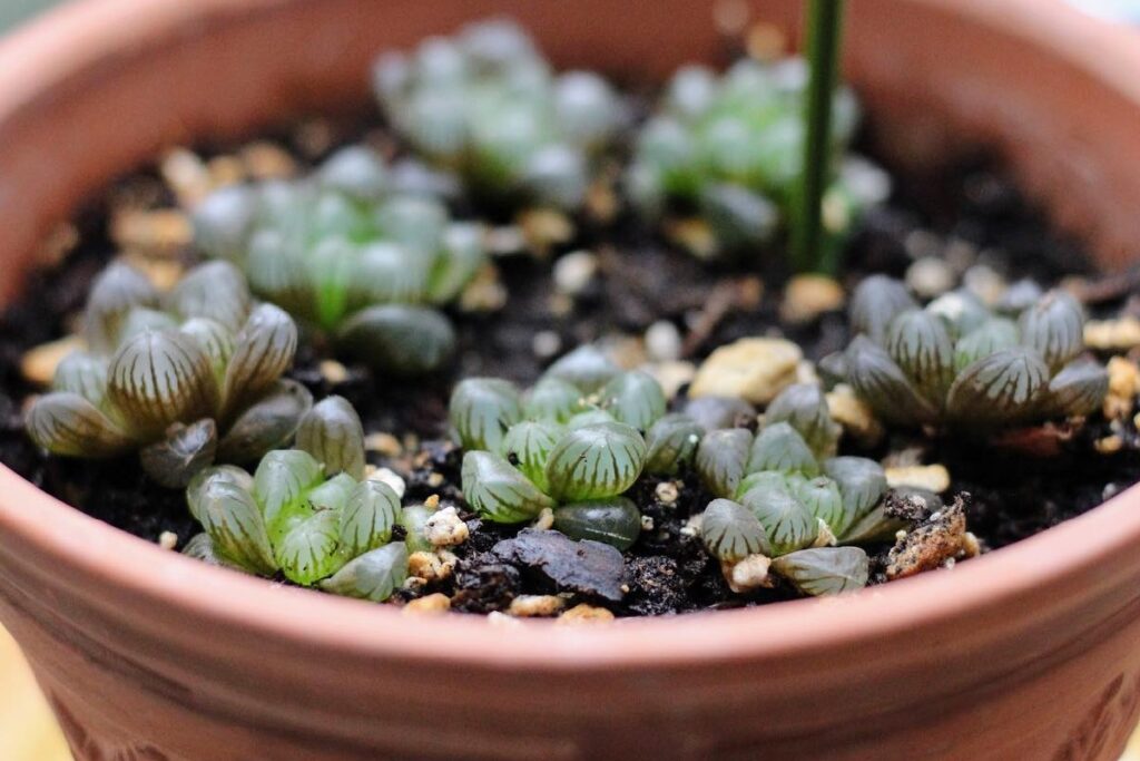 haworthia offsets propagation