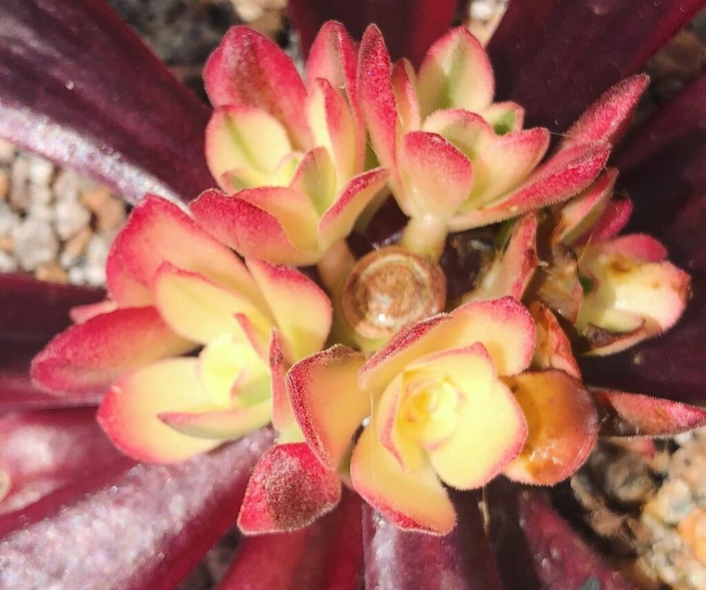 how do I get aeonium to branch