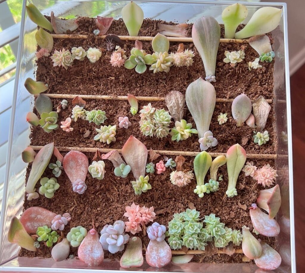 how to make succulent leaf cuttings root