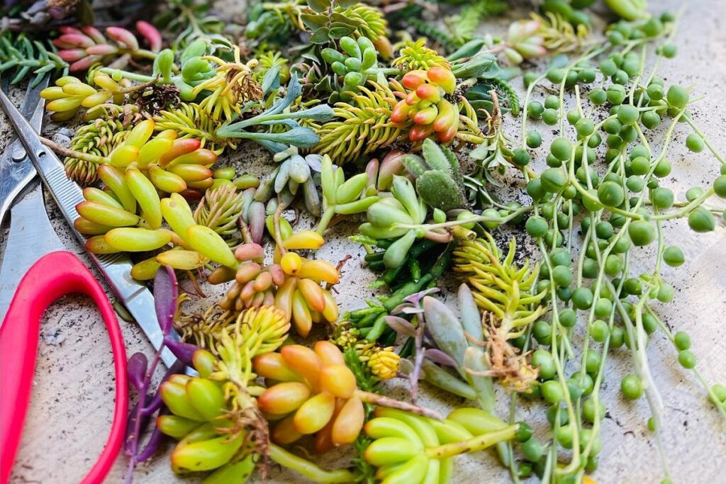 succulent cuttings not rooting