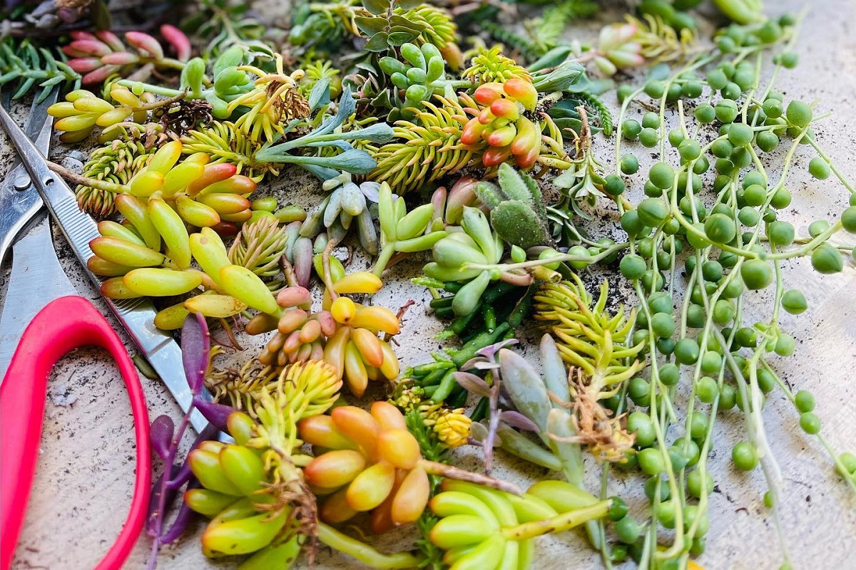 succulent cuttings not rooting