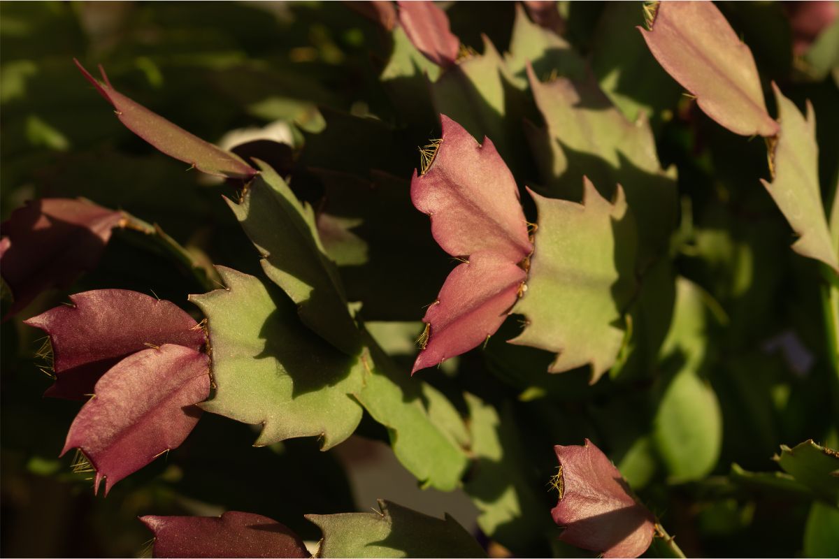 christmas cactus leaves turning red