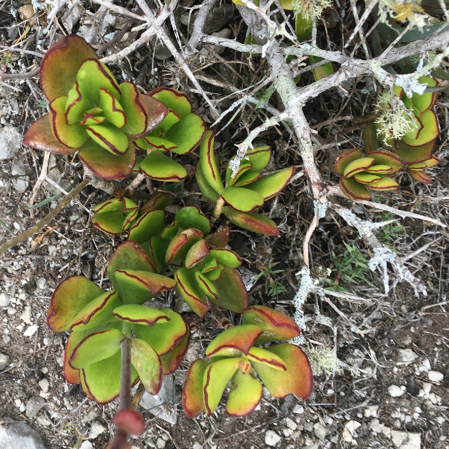 Cotyledon adscendens
