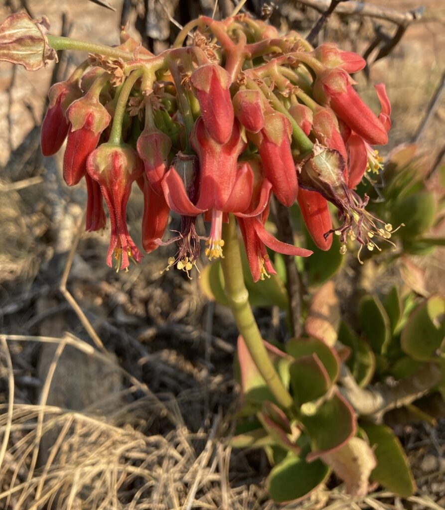 Cotyledon barbeyi