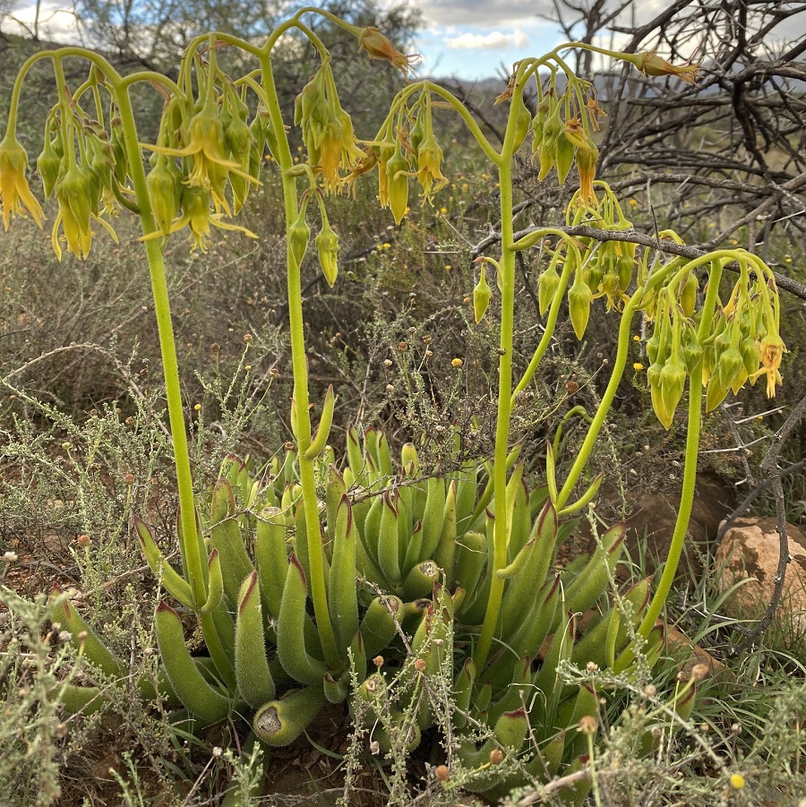 Cotyledon campanulata