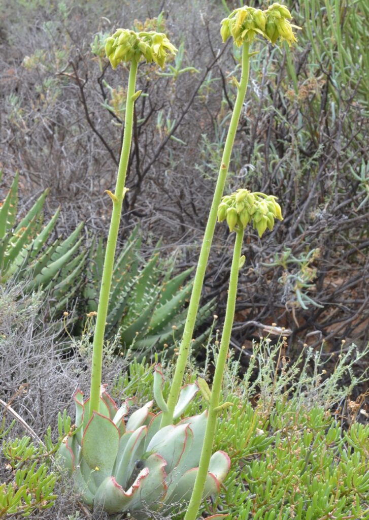 Cotyledon cuneata