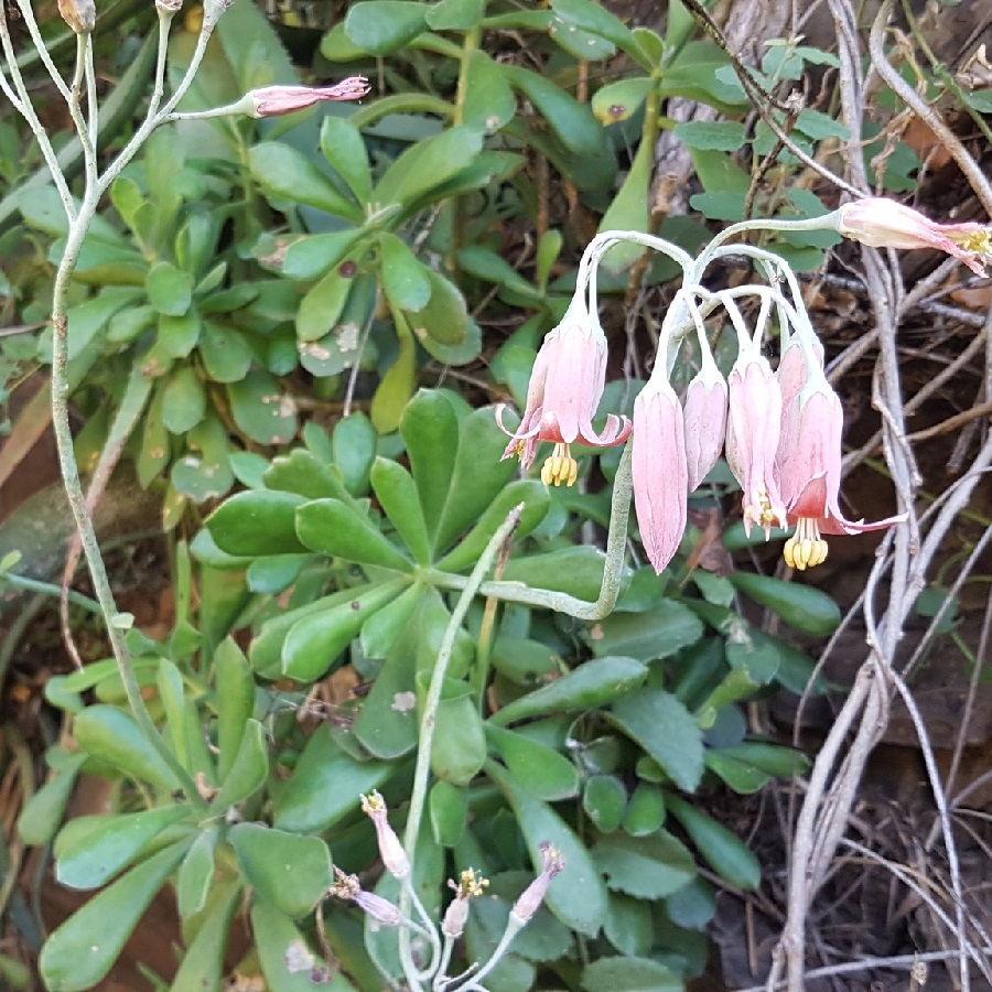 Cotyledon egglii