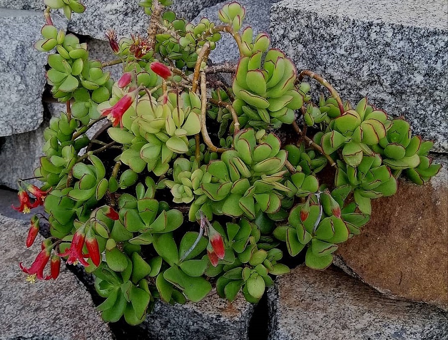 Cotyledon eliseae