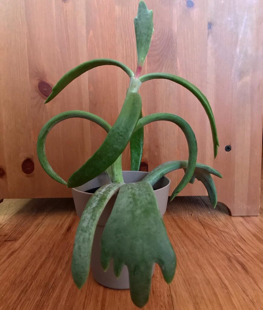 Cotyledon orbiculata f. takbok