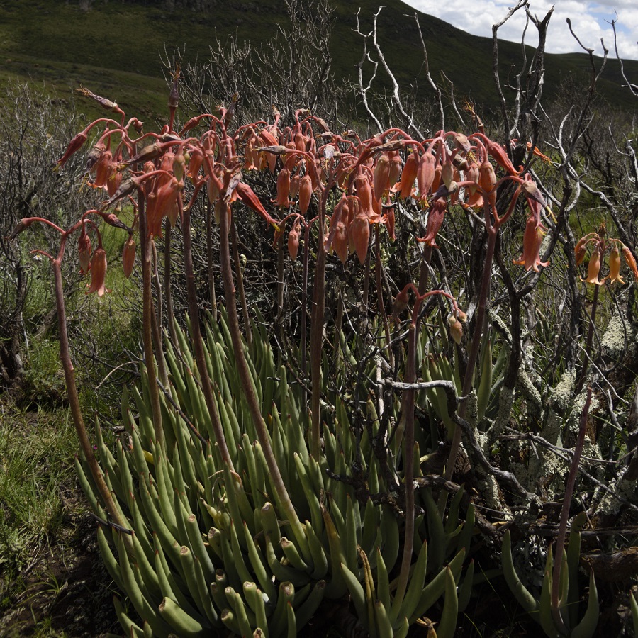 Cotyledon orbiculata var. dactylopsis