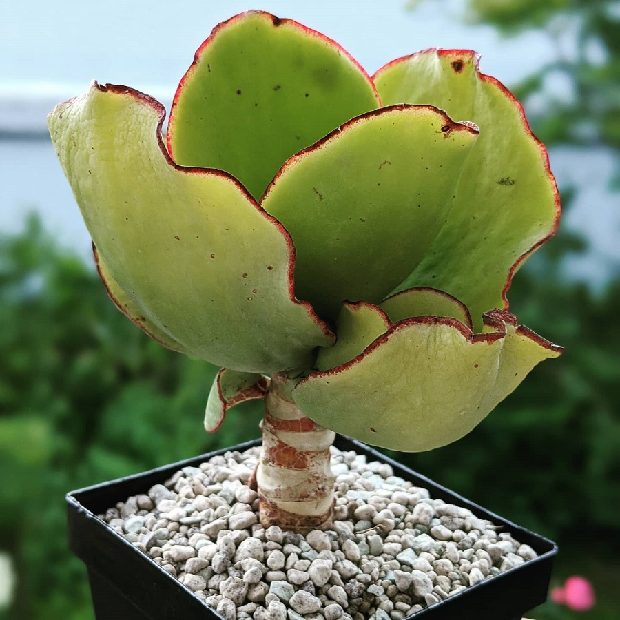 Cotyledon orbiculata var. oblonga 'Macrantha'