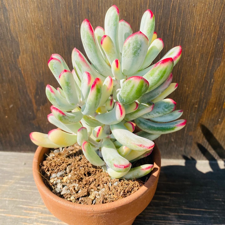Cotyledon orbiculata var. oblonga