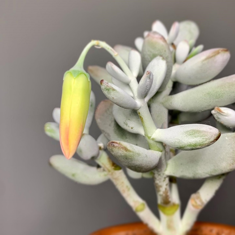 Cotyledon orbiculata var. oophylla