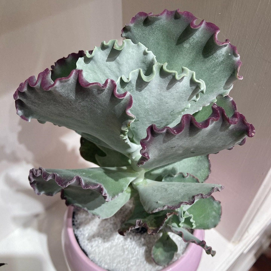 Cotyledon orbiculata var. undulata