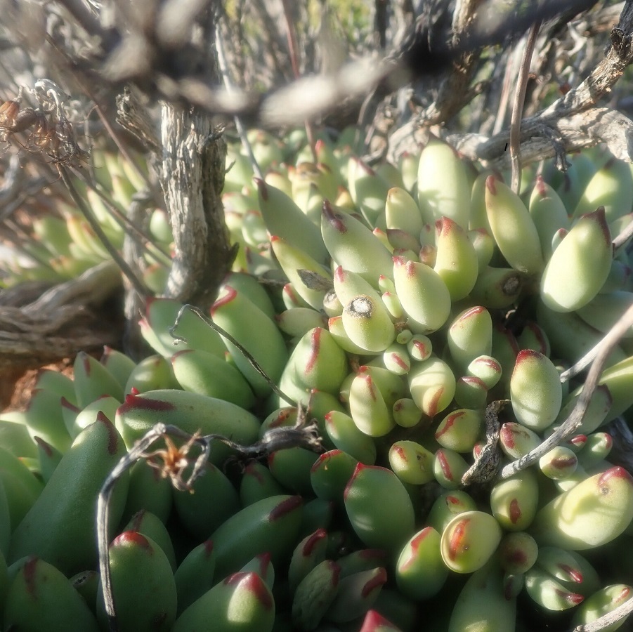 Cotyledon papillaris