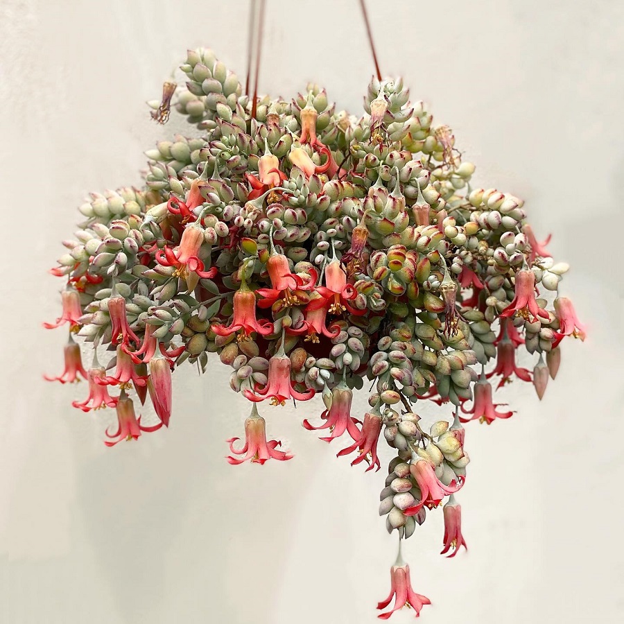 Cotyledon pendens