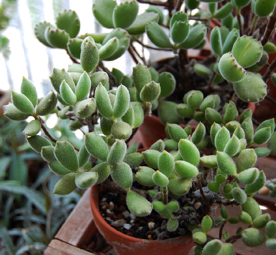 Cotyledon tomentosa subsp. ladismithiensis