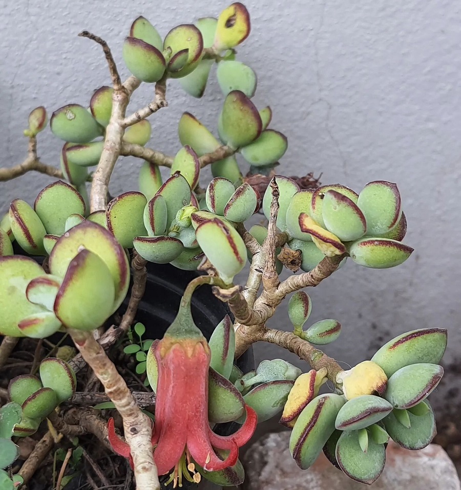 Cotyledon woodii
