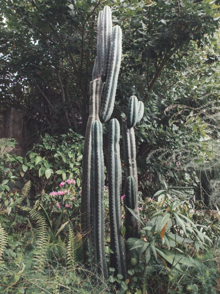 can I cut down a cactus in my yard