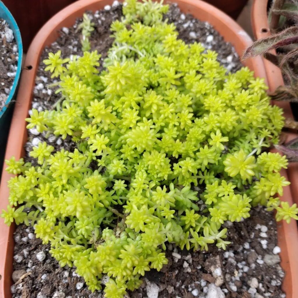 sedum japonicum care