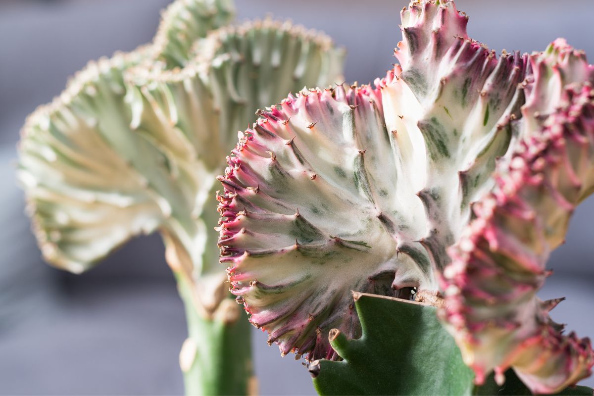 coral cactus dying