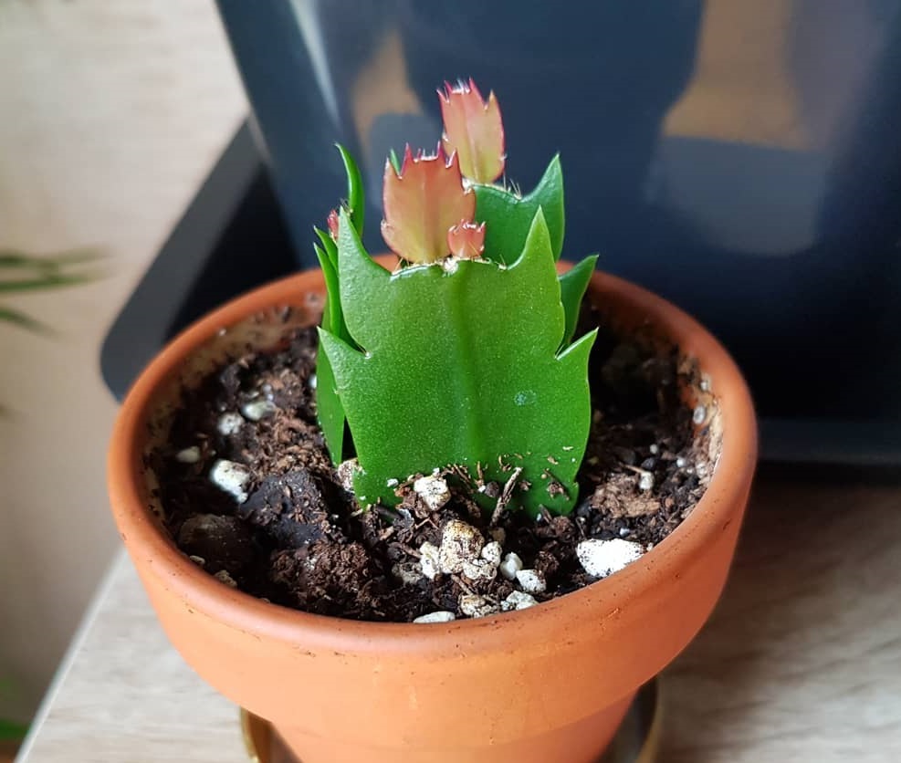 how to propagate thanksgiving cactus in soil
