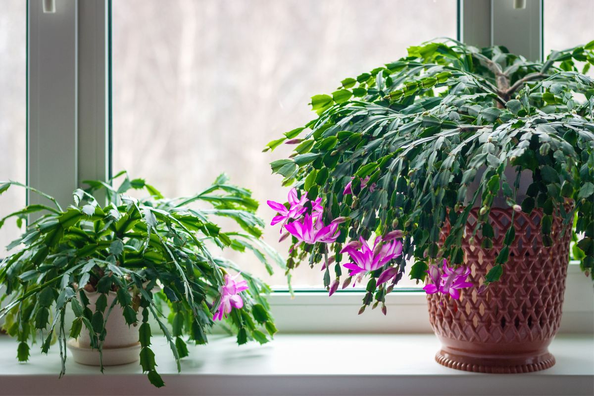 how to propagate thanksgiving cactus