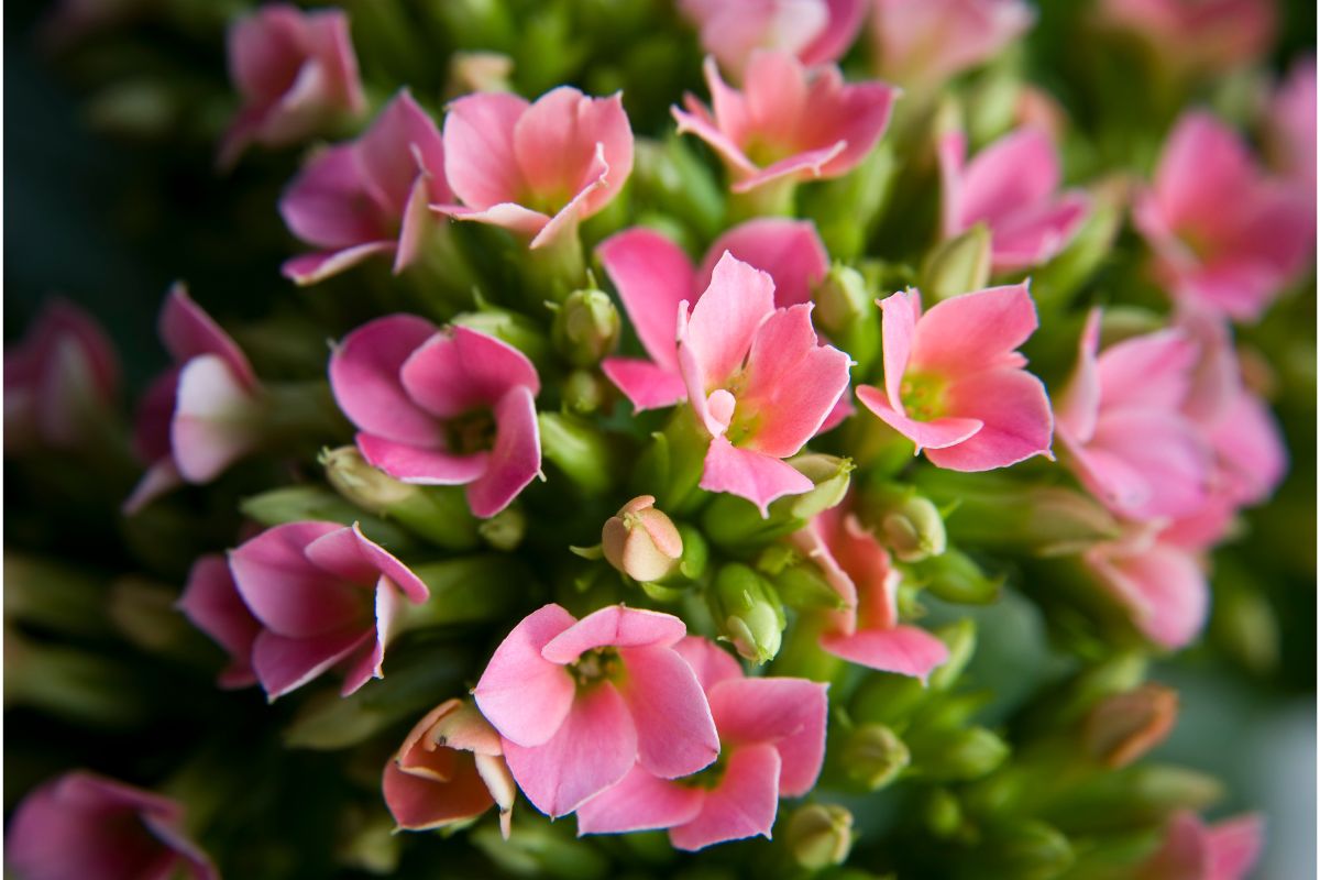 is kalanchoe poisonous to cats