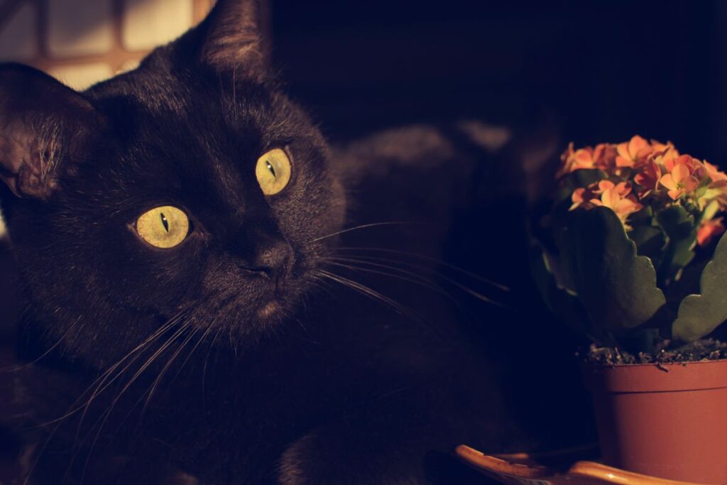 is kalanchoe toxic to cats