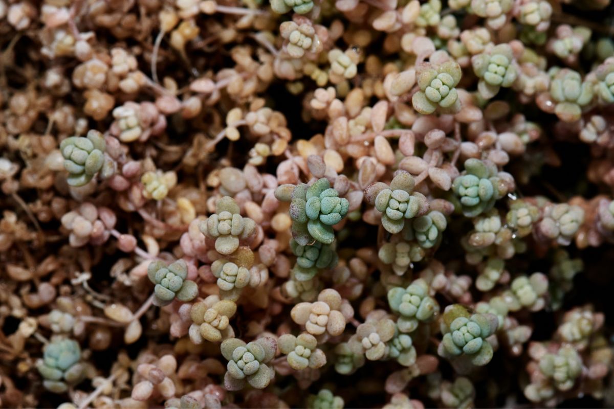 sedum dasyphyllum care