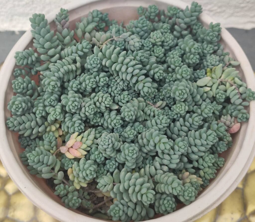 sedum dasyphyllum minor care