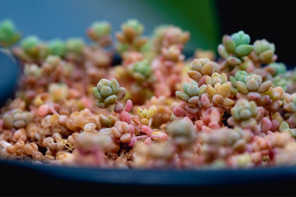 sedum dasyphyllum plant care