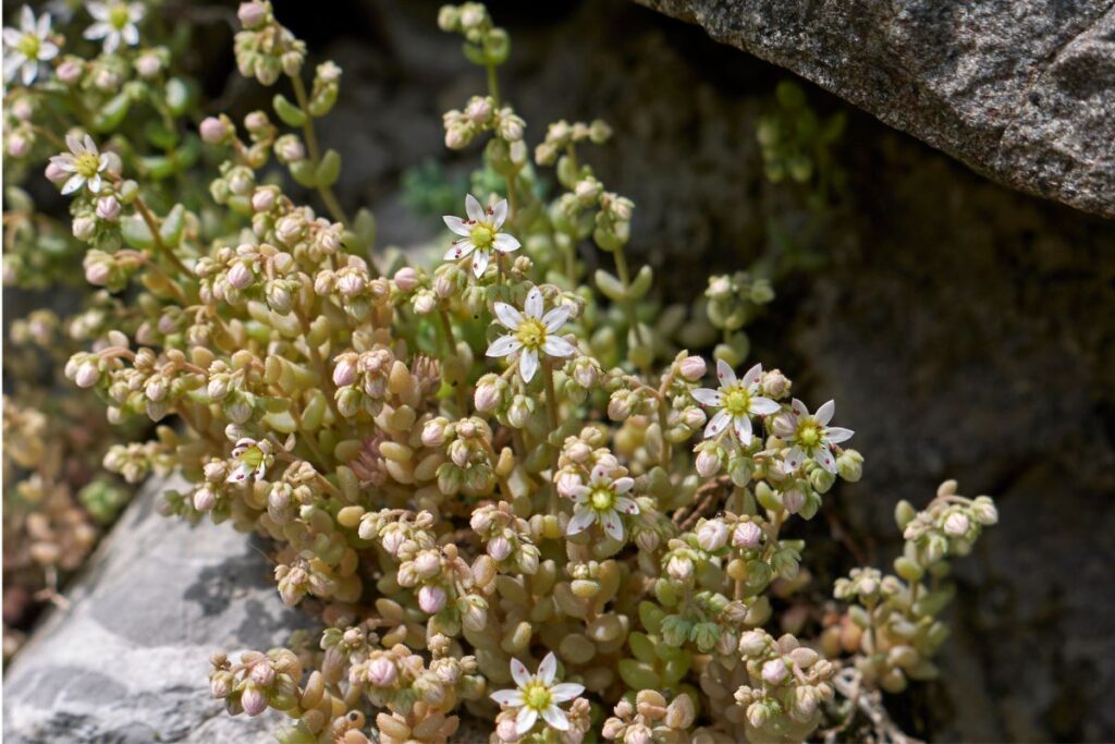 sedum dasyphyllum succulent care