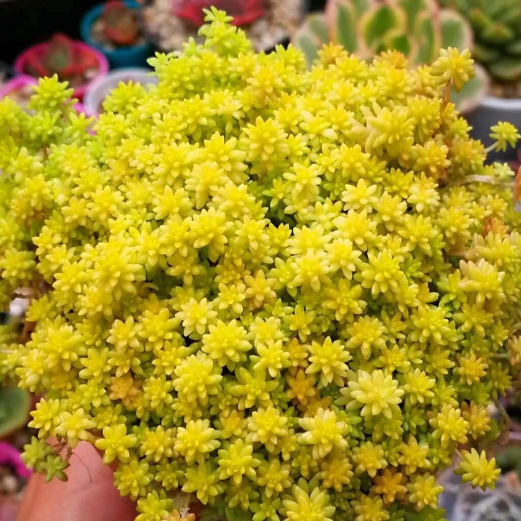 sedum japonicum care