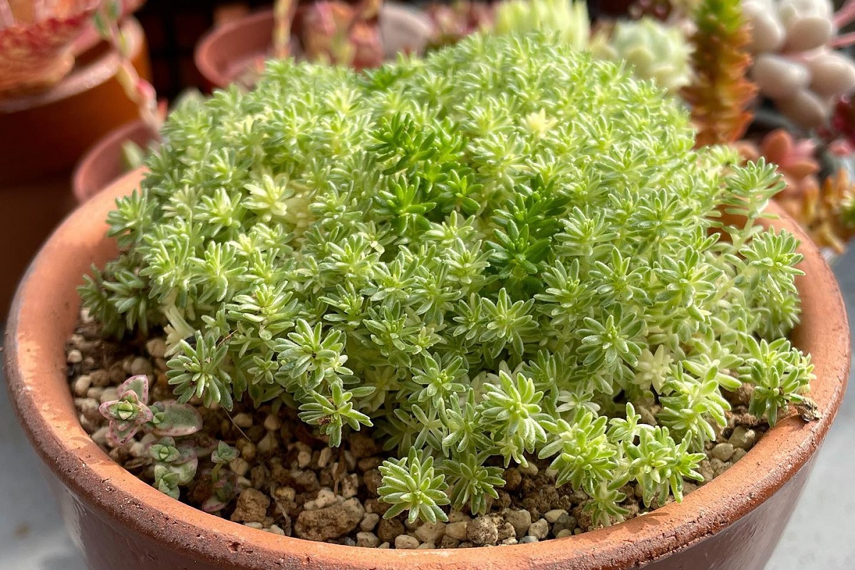 sedum japonicum care