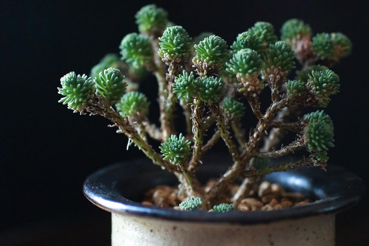 sedum multiceps care