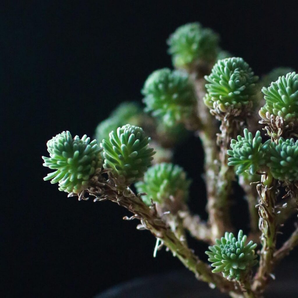 sedum multiceps care