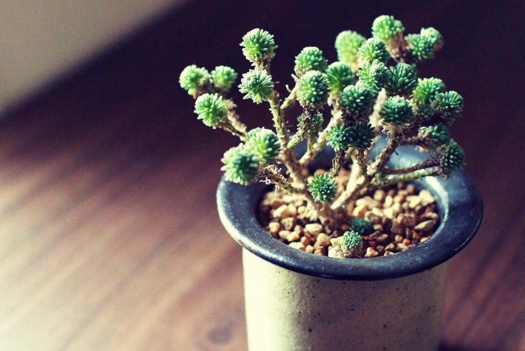 sedum multiceps care