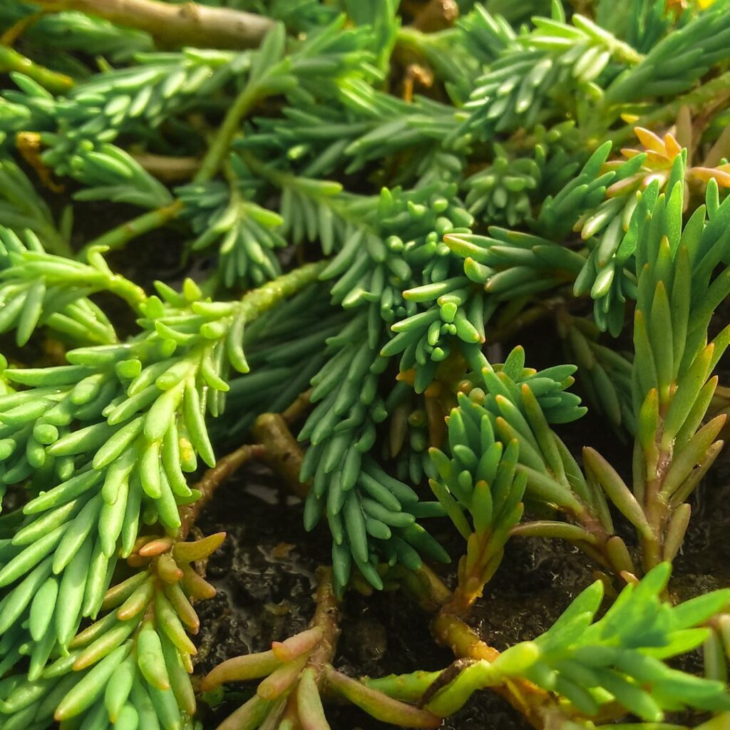 sedum rupestre 'angelina' care