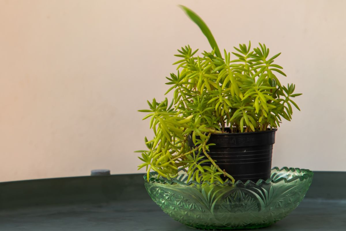 sedum rupestre care