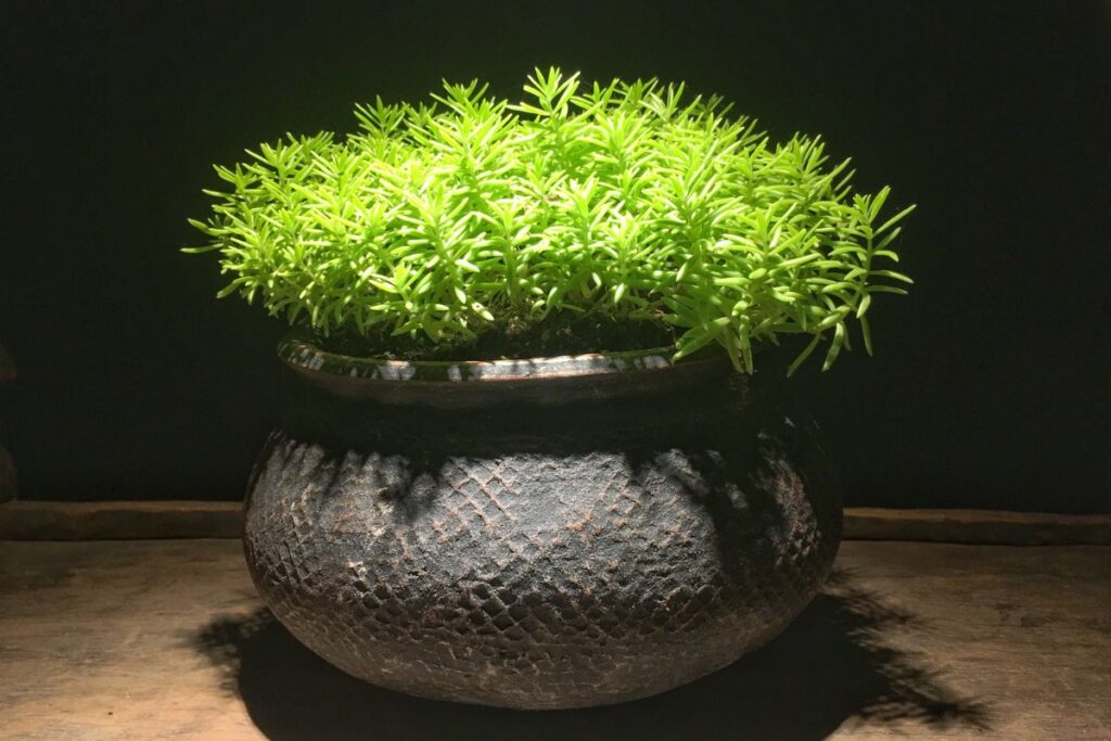 sedum rupestre succulent care