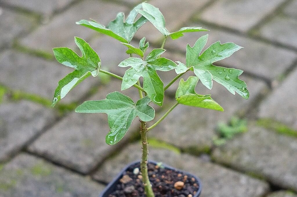 Adenia volkensii