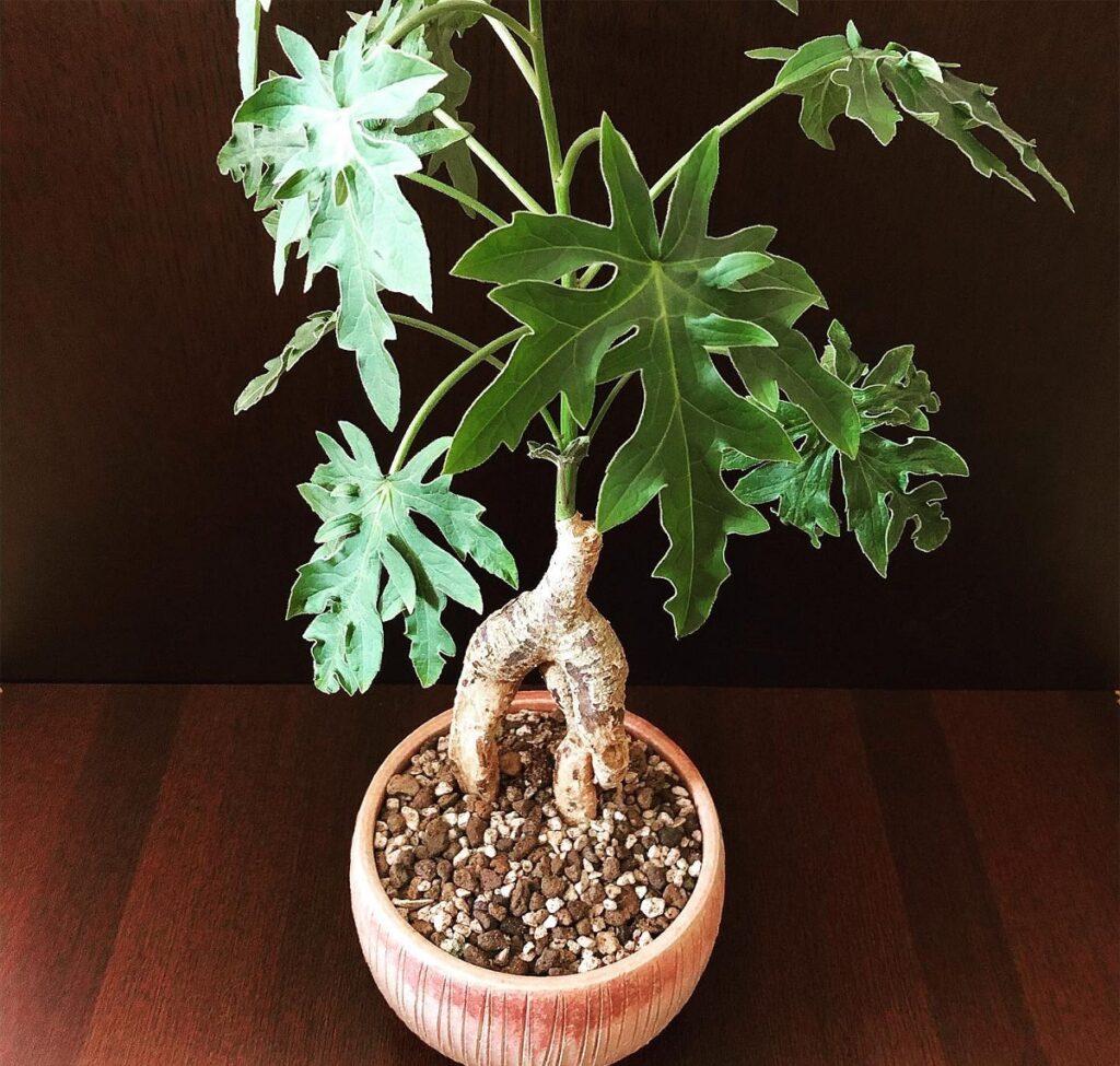 Adenia volkensii