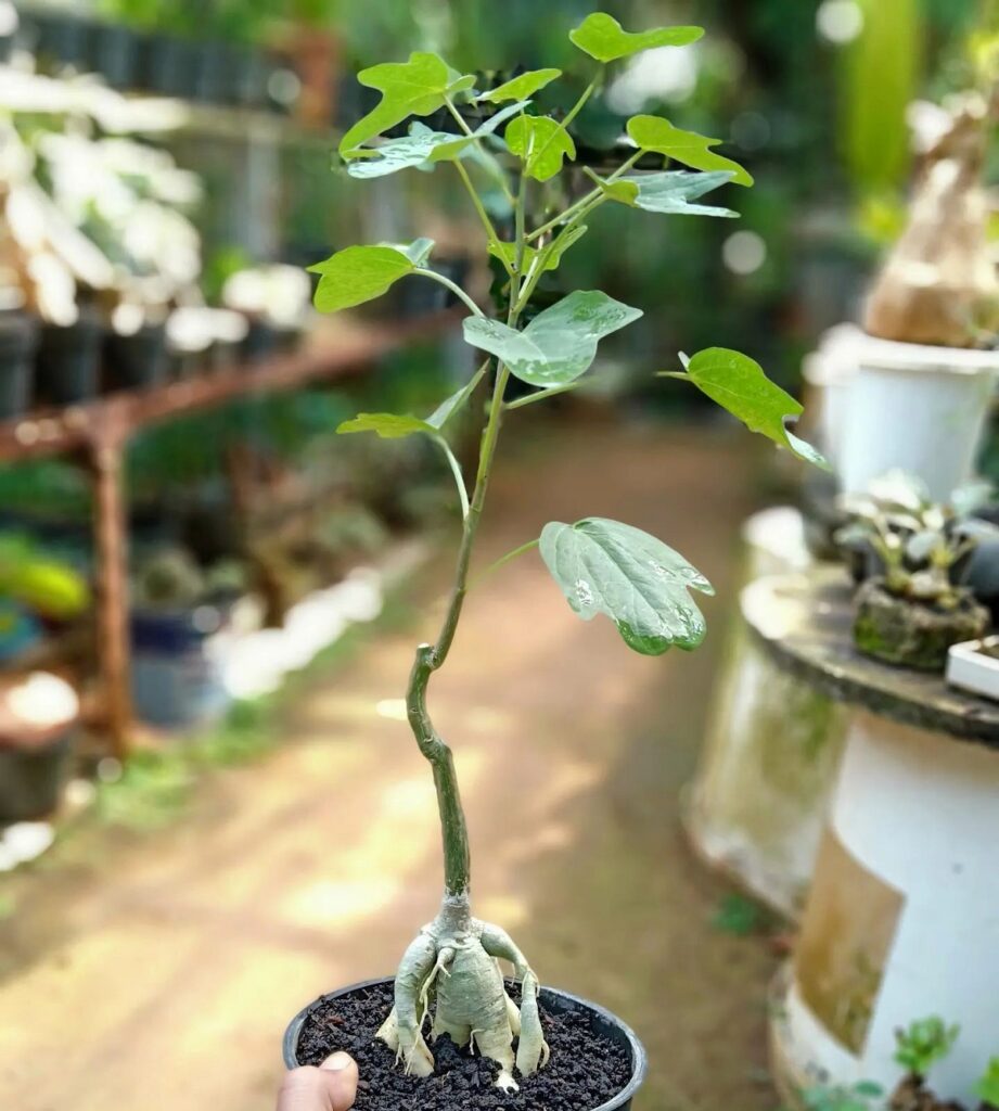 Adenia volkensii
