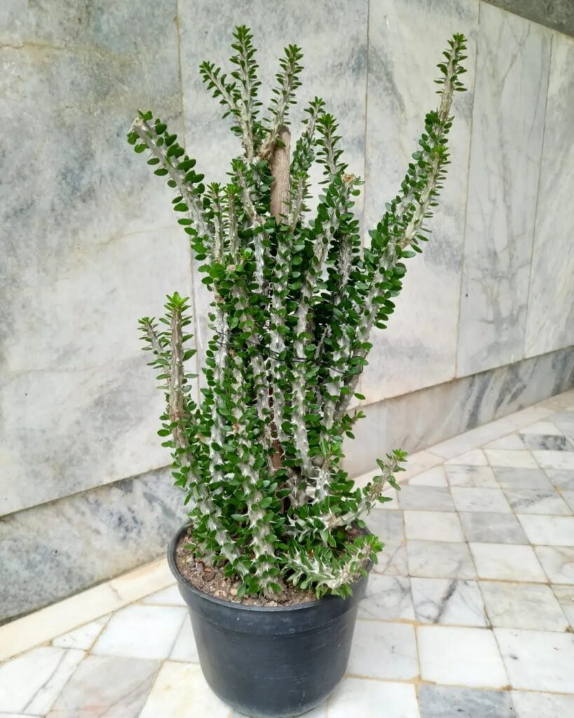Alluaudia ascendens