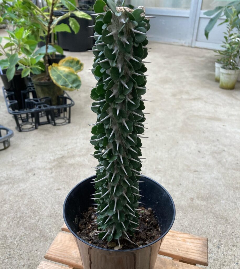 Alluaudia ascendens