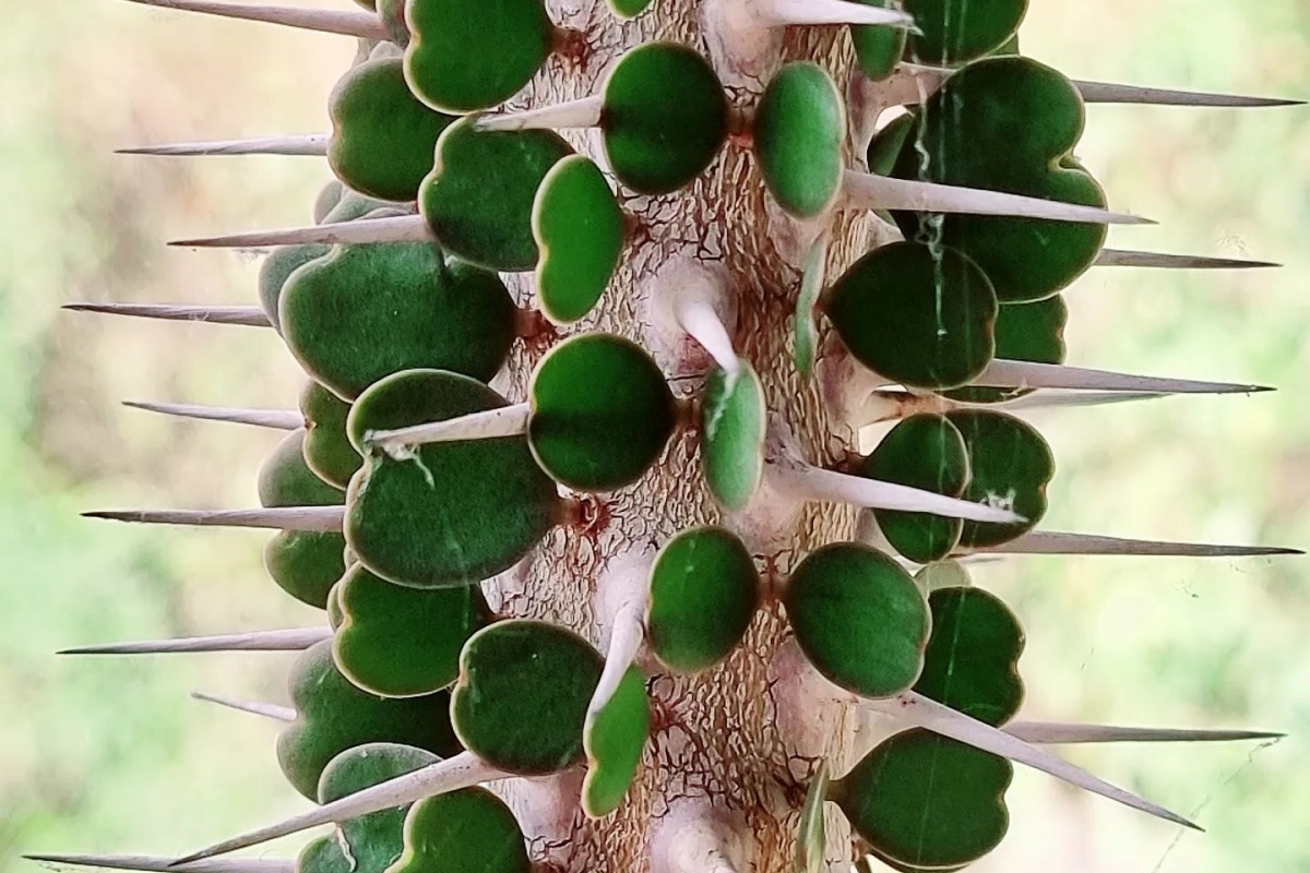 Alluaudia ascendens